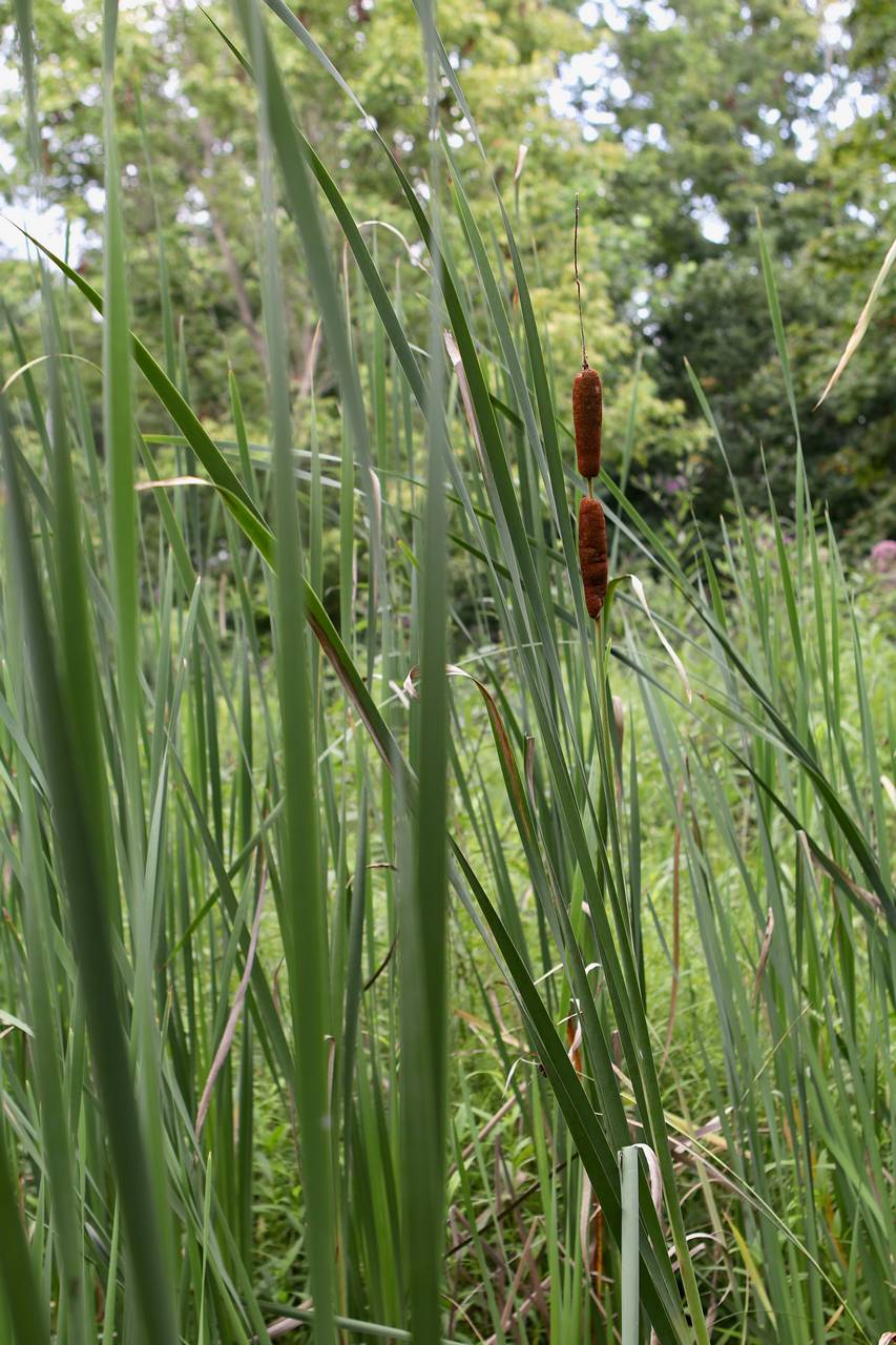Photo of Hybrid Cattail